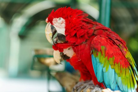 pair of romantic scarlet macaw (Ara macao), red parrot 