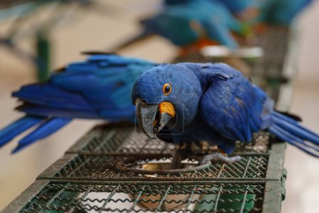 Foto de Loro loro loro jacinto azul brillante (anodorhynchus hyacinthinus) comer alimentos - Imagen libre de derechos
