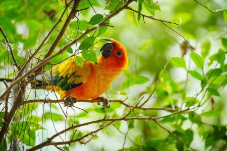 Téléchargez les photos : Perroquet solitaire (Aratinga solstitialis) sur une branche d'arbre à bois - en image libre de droit