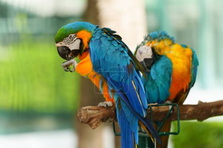 two blue-and-yellow macaw (Ara ararauna), also known as the blue-and-gold macaw on a wood tree branch
