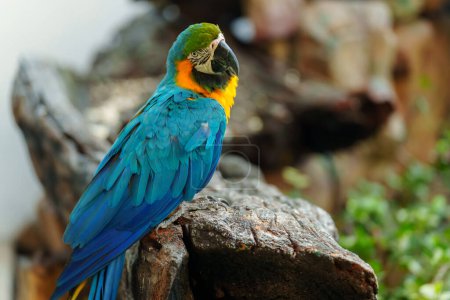 blue-and-yellow macaw (Ara ararauna), also known as the blue-and-gold macaw on a wood tree branch