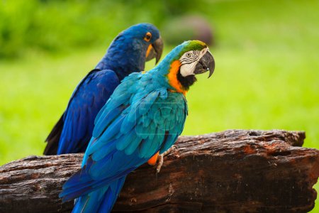 blue-and-yellow macaw parrot (Ara ararauna) with hyacinth macaw (anodorhynchus hyacinthinus)