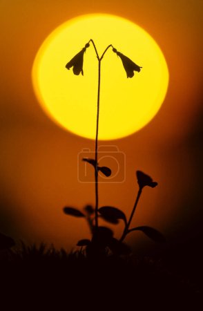 Photo for Twinflower (Linnea borealis) silhouette against setting sun. - Royalty Free Image