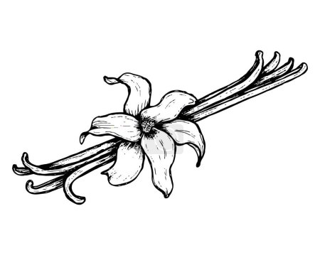 Vector palos de vainilla y arte de la línea de flores