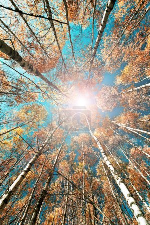 Liście w lesie oświetlone jesiennym słońcem.