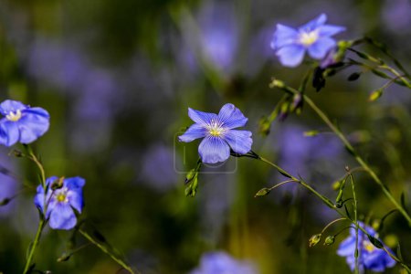 Photo for Flax (Linum usitatissimum) flowers, close up shot, local focus. HDR Image (High Dynamic Range). - Royalty Free Image