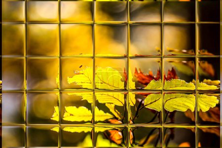 Téléchargez les photos : Résumé flou déconcentré fond bokeh de feuilles d'automne colorées dans la forêt à travers les vitres de fenêtre - en image libre de droit
