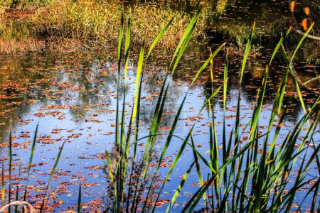 A swamp full of autumn leaves with marsh grass.