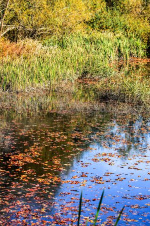 Un pantano lleno de hojas de otoño con hierba de pantano.