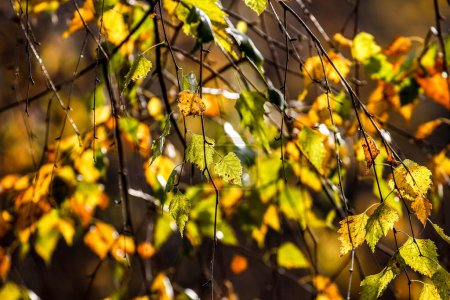 beautiful autumn yellow leaves illuminated by sunlight