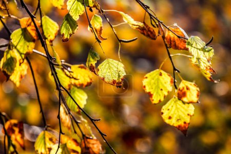 beautiful autumn yellow leaves illuminated by sunlight