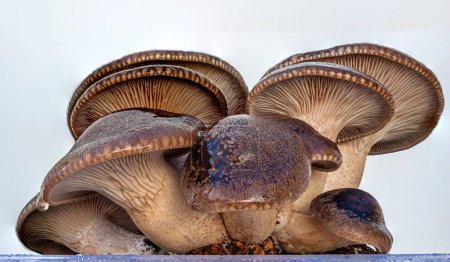 Téléchargez les photos : Décryptages Shiitake Culture de champignons. Un champignon adulte - en image libre de droit