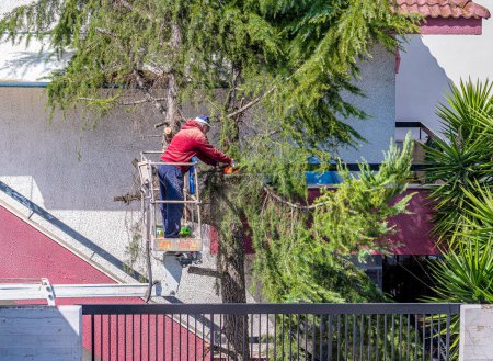 Foto de Bari - Italia - 20 de marzo de 2023: el trabajador corta las copas de los árboles con la motosierra colocada y anclada en la canasta de una grúa móvil. Proceso de poda de árboles - Imagen libre de derechos
