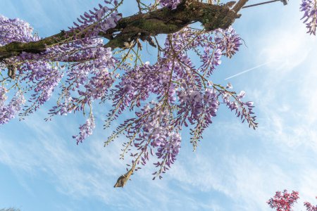 Téléchargez les photos : Gros plan de nombreuses fleurs de Wisteria bleu clair et de grandes feuilles vertes vers un ciel bleu clair dans un jardin lors d'une journée de printemps ensoleillée, beau fond floral en plein air photographié avec un accent sélectif - en image libre de droit