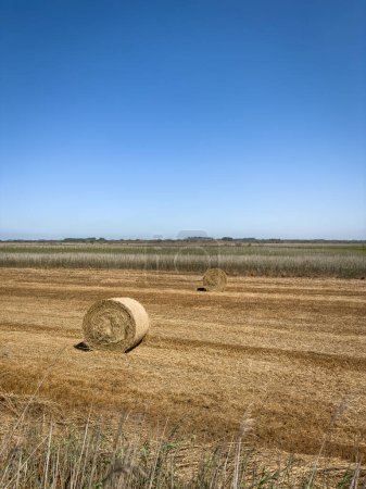 Straw rolls on the field. Round straw bales. Stover on the field. Harvested cereal plants. Agriculture. Round sheaves of straw against the background of the field to the horizon and the beautiful sky.