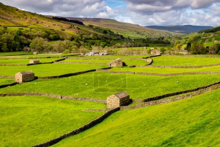 Photo for Typical Yorkshire Dales landscape in Swaledale, with barns, sheep and dry stone walls. - Royalty Free Image