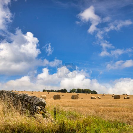 Téléchargez les photos : Haybales dispersées dans un champ de chaume de maïs, et un mur de pierre sèche, sous un beau ciel bleu d'été, près de Portsoy, Aberdeenshire, Écosse. L'accent est mis sur le mur. - en image libre de droit