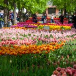 Kropyvnytskyi, Ukraine - May 5, 2023: A lot of colorful tulips in the city garden