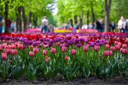 Photo for Kropyvnytskyi, Ukraine - May 5, 2023: A lot of colorful tulips in the city garden - Royalty Free Image