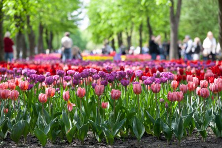 Téléchargez les photos : Kropyvnytskyi, Ukraine - 5 mai 2023 : Beaucoup de tulipes colorées dans le jardin de la ville - en image libre de droit