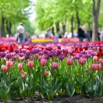 Kropyvnytskyi, Ukraine - May 5, 2023: A lot of colorful tulips in the city garden