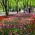 Multi colored tulips. Beautiful purple, yellow and orange tulips. Tulips of all colors; focus in front