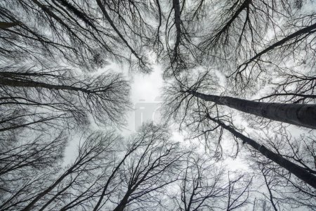 Téléchargez les photos : Avion contre une hêtraie en hiver. Photographie dans la forêt de hêtres de Pancorbo, dans la province de Burgos. Castille et Léon, Espagne - en image libre de droit