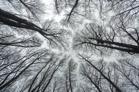 Téléchargez les photos : Avion contre une hêtraie en hiver. Photographie dans la forêt de hêtres de Pancorbo, dans la province de Burgos. Castille et Léon, Espagne - en image libre de droit
