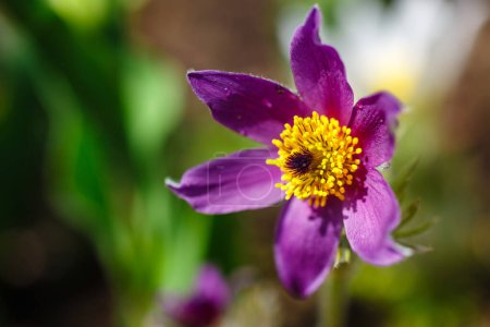 Flores Pulsatilla vulgaris 'Campanas Violeta'