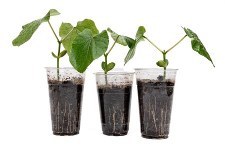 Photo for A transparent recycled plastic cup with Sword Bean leaves growing in it - Royalty Free Image