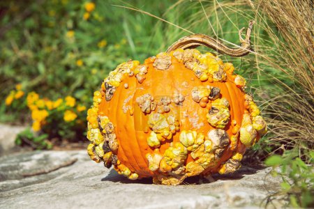 Foto de Calabaza cabeza hueca en el jardín de otoño, una calabaza perfecta para un look espeluznante de Halloween. - Imagen libre de derechos