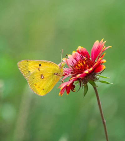 Foto de Azufre Naranja (Colias eurytheme) mariposa que se alimenta de la flor de manta india en la primavera. Fondo verde natural con espacio de copia. - Imagen libre de derechos