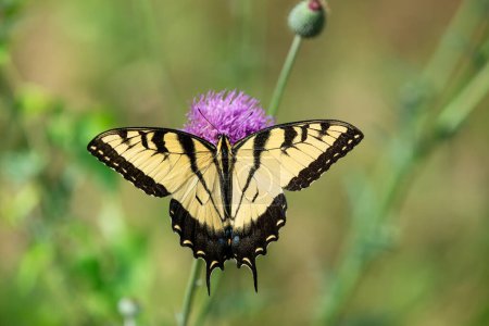 Téléchargez les photos : Papillon à queue d'hirondelle tigrée (Papilio glaucus) se nourrissant de fleurs de chardon, belles ailes jaunes grandes ouvertes. - en image libre de droit