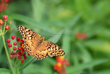 Téléchargez les photos : Papillon fritillaire panaché (Euptoieta claudia) grandes ailes ouvertes sur les fleurs d'asclépiade dans le jardin d'été. Fond vert naturel avec espace de copie. - en image libre de droit