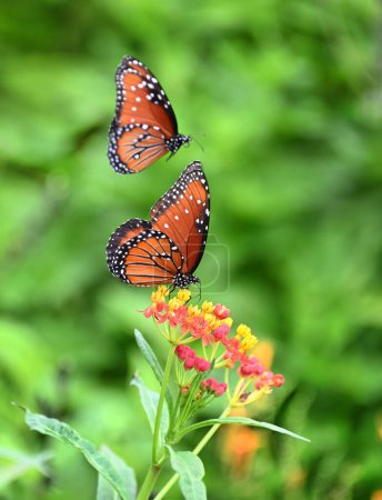 Zwei Königinnen-Schmetterlinge (Danaus gilippus) im Sommergarten. Ein Schmetterling ernährt sich von tropischen Milchkrautblüten. Im Hintergrund fliegt der andere Königinnen-Schmetterling.