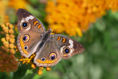 Téléchargez les photos : Papillon Buckeye commun (Junonia coenia) se nourrissant de fleurs de mauvaises herbes papillon, ailes grandes ouvertes dans le jardin d'été - en image libre de droit