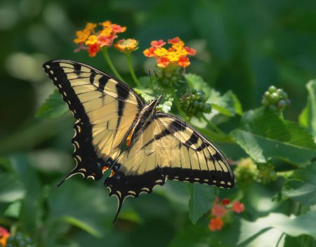 Téléchargez les photos : Papillon à queue d'hirondelle tigrée (Papilio glaucus) se nourrissant de fleurs de Lantana, belles ailes jaunes grandes ouvertes. - en image libre de droit