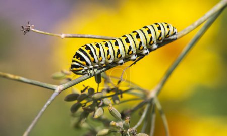 Téléchargez les photos : Closeup of Black Swallowtail butterfly (Papilio polyxenes) caterpillar feeding on fennel plant, Environ. Fond vert et jaune naturel. - en image libre de droit