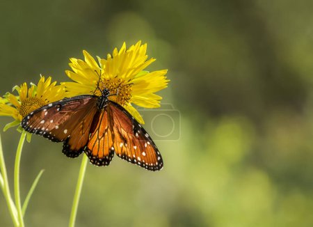 Téléchargez les photos : Le papillon royal (Danaus gilippus) se nourrit dans le jardin d'automne de la barbe à couronnes dorée. Fond vert naturel avec espace de copie. - en image libre de droit