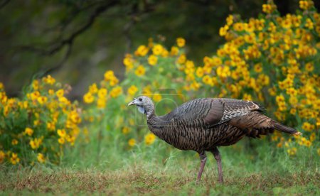 Female wild turkey roaming on grassy field in the autumn park. Yellow flowers blooming in the background. 