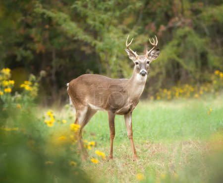 Young White-tailed Deer, a male, buck, on a beautiful autumn day in Texas, surrounded by yellow flowers