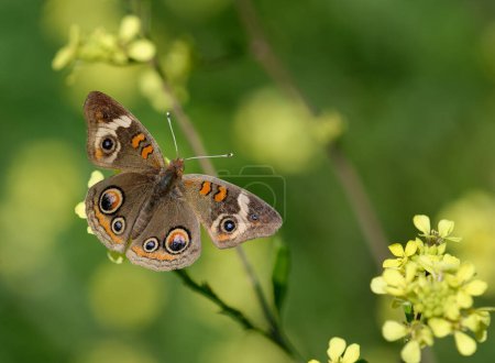 Buckeye-Schmetterling (Junonia coenia) ernährt sich an einem sonnigen Frühlingstag von gelben Wildblumen mit weit geöffneten Flügeln.