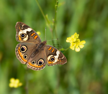 Der Buckeye-Schmetterling (Junonia coenia) ernährt sich an einem sonnigen Frühlingstag von gelben Wildblumen mit weit geöffneten Flügeln. Nahaufnahme.