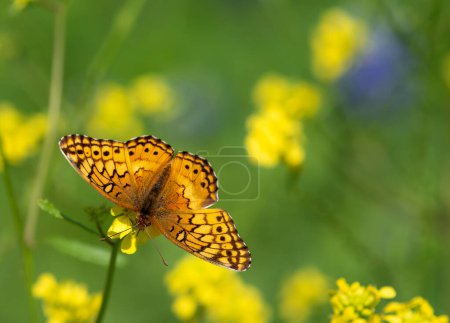 Mariposa friolar variada (Euptoieta claudia) alimentándose de flores silvestres amarillas, alas abiertas de par en par, en un soleado día de primavera..