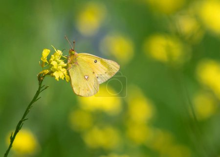 Orange Sulphur butterfly feeding on yellow wildflowers on a sunny spring day. Copy space.