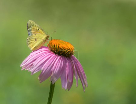 Orange Sulphur (Colias eurytheme) butterfly feeding on purple coneflower in spring garden. Natural green background with copy space.