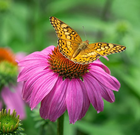 Papillon fritillaire panaché (Euptoieta claudia) se nourrissant d'ailes d'échinacée pourpre ouvertes.