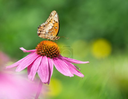 Buntblättriger Schmetterling (Euptoieta claudia), der sich im Frühlingsgarten von lila Sonnenhut ernährt. Natürlicher grüner Hintergrund mit Kopierraum.