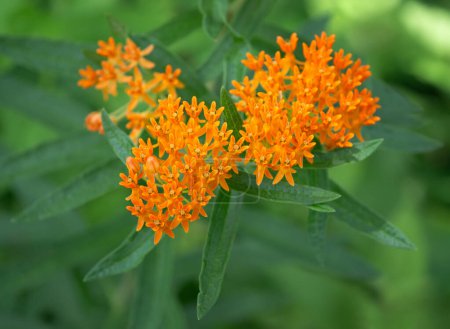 Schmetterlingskraut (Asclepias tuberosa) blüht im Garten. Es ist eine Art von Milchkraut und eine ausgezeichnete Quelle für Pollen und Nektar zur Bestäubung von Insekten.