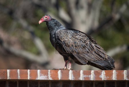 Turkey vulture (Cathartes aura) perched on the top of brick fence in Texas winter
